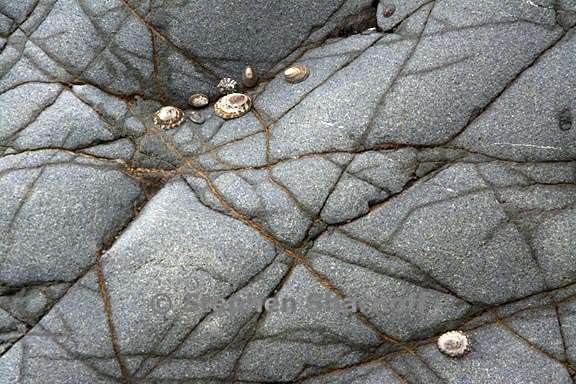 rockface and shells 3 graphic